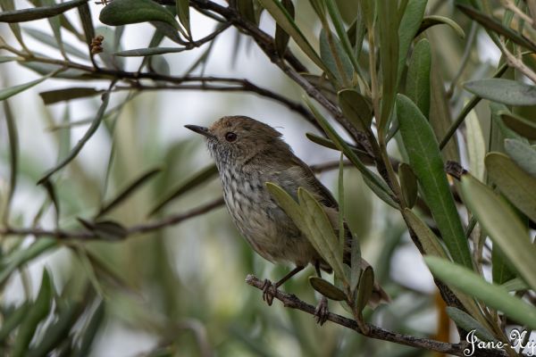 A small bird standing on a twig in a tree