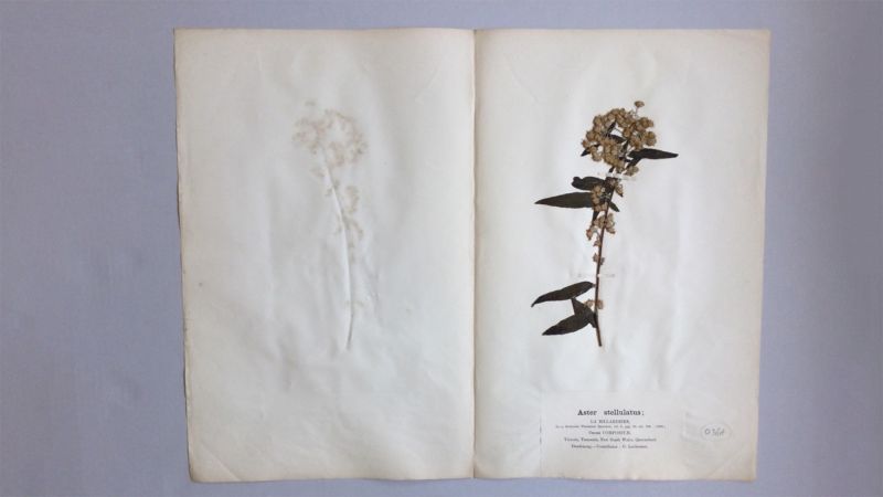 A dried plant with clusters of round yellow flowers labelled Aster stellatus, with a shadow of the specimen imprinted on the opposite page