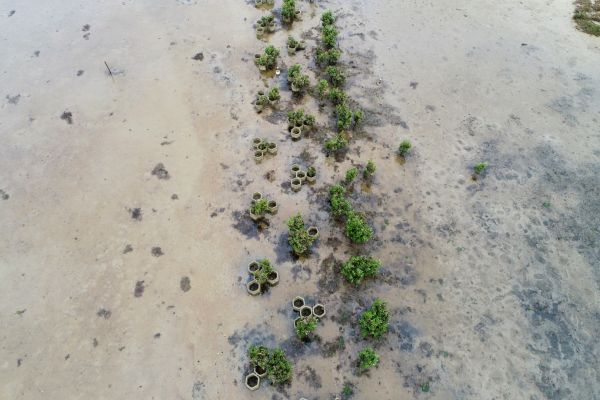 Drone imagery captured at Altona Coastal Park on Bunurong Country, showing engineered pods installed as part of a mangrove living shoreline project, six years after mangrove planting. The image highlights the growth and expansion of the planted mangroves around the structures and the long-term potential of nature-based solutions to support coastal resilience.