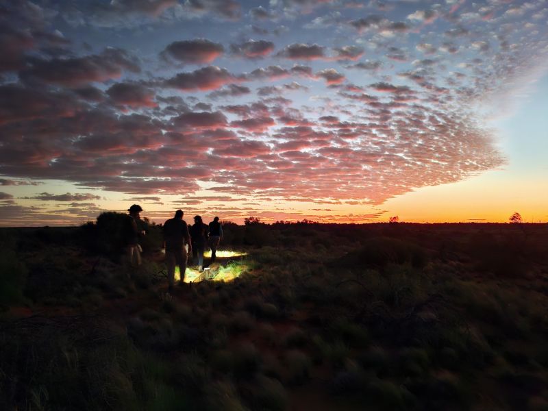 A team of volunteers head back to the car after completing sunrise pitfall trap-checks on Kokatha country. (Arid Recovery, South Australia).