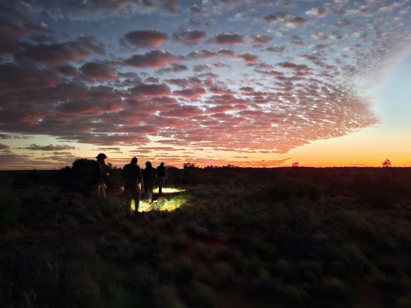 A team of volunteers head back to the car after completing sunrise pitfall trap-checks on Kokatha country. (Arid Recovery, South Australia).