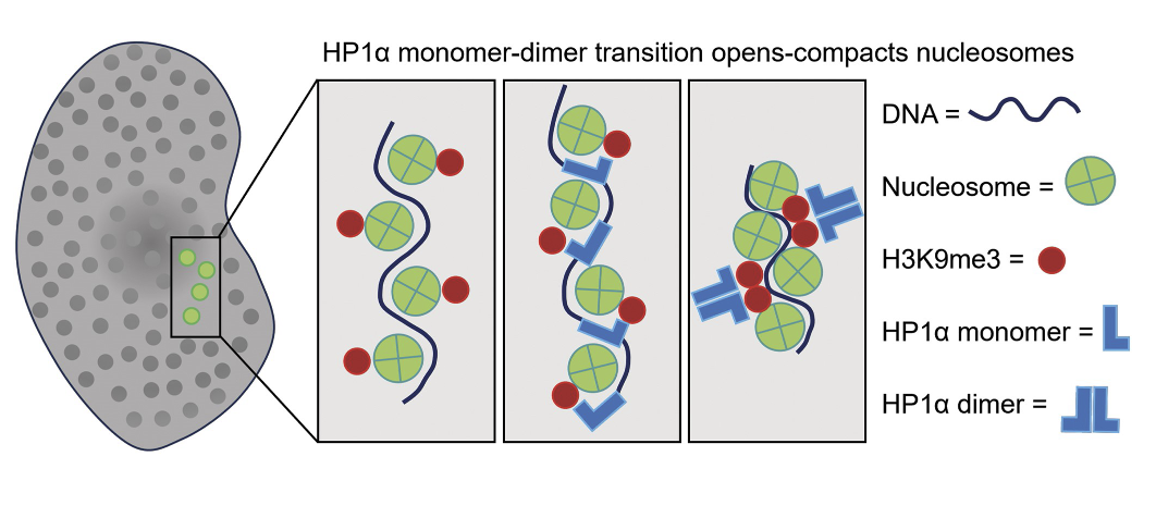 Interaction of HP1 protein and DNA. Graphic: Nucleic Acids Research DNA and protein graphic