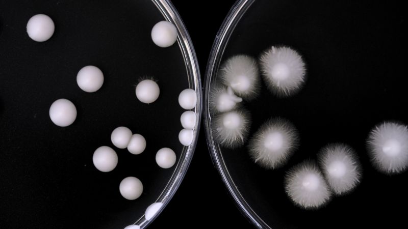 This image was taken at the Mycology Laboratory, Royal Dental Hospital of Melbourne, situated on the lands of the Wurundjeri people of the Kulin Nation, in May 2026. It shows Candida albicans colonies cultured from oral swabs of two patient groups: those with inflammatory oral mucosal disease (left, smooth round colonies) and those with oral cancer (right, colonies with distinctive spiky, filamentous edges).