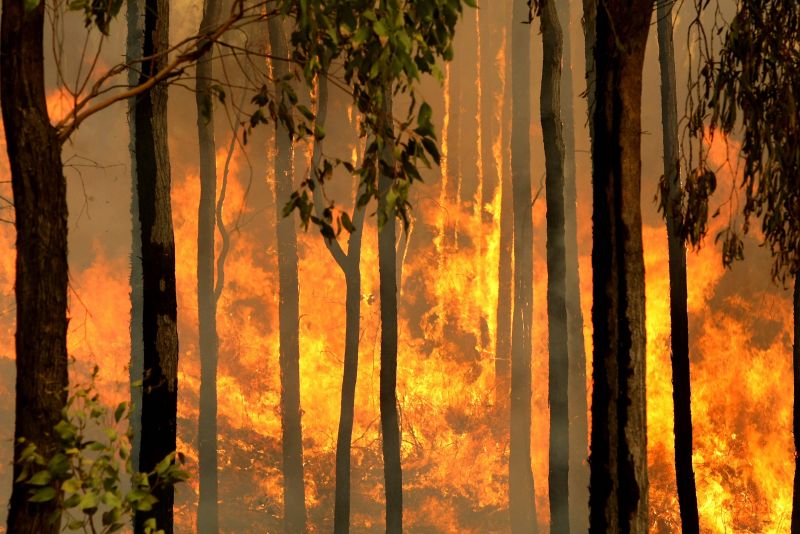 Bushfires burning through Australian trees