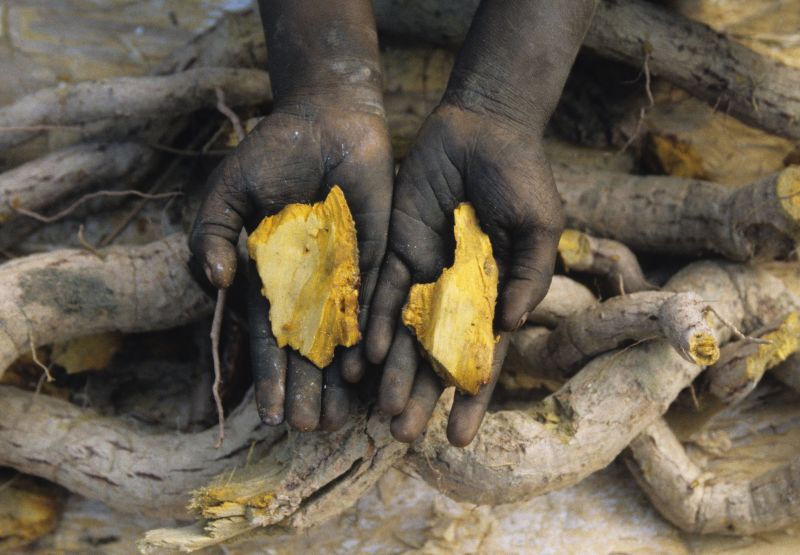 Woman's hands showing a bush product used to create dye for weaving in Arnhem land