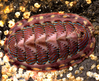 Chiton mollusc