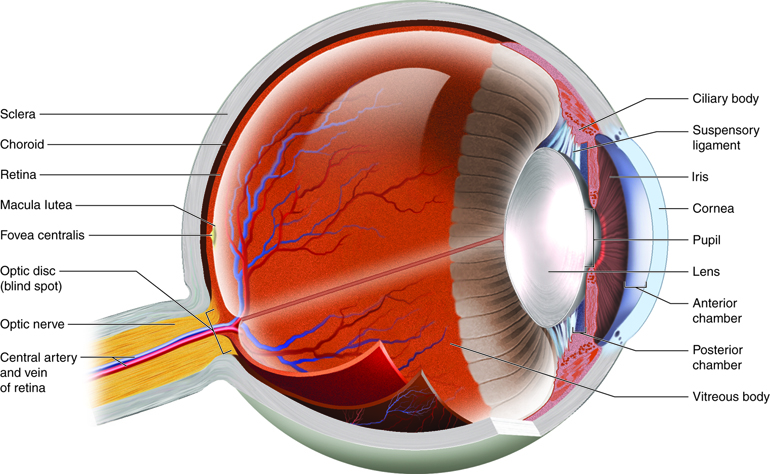 Diagram of eye anatomy