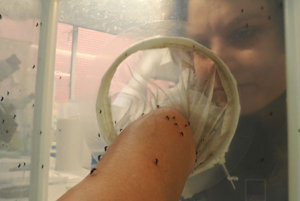 The mosquito whisperer Dr Veronique Paris is feeding freshly reared lab moquitos with her own blood.