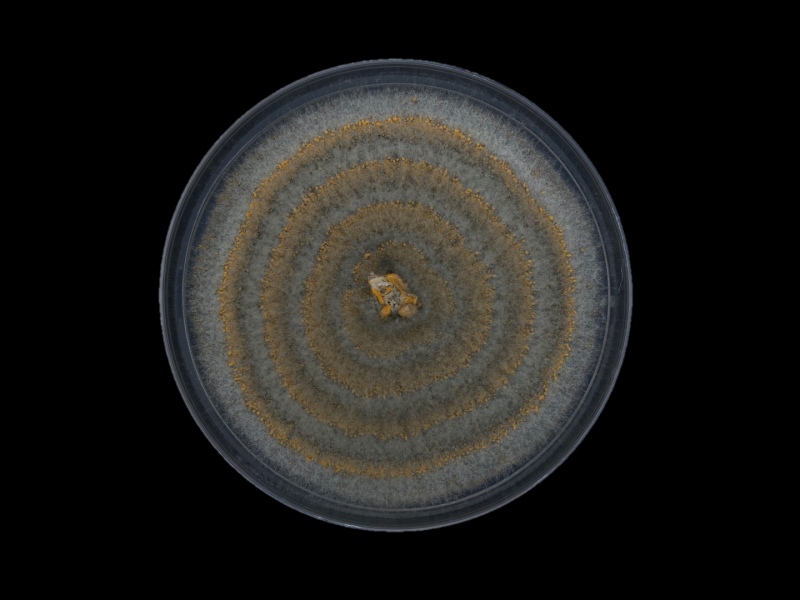 An unknown Colletotrichum species isolated from foliar lesions of a native host in Main Range National Park (Yuggera Ugarapul Country), Queensland. Grown on agar, the fungus forms hypnotic rings of orange spores against a grey mass of hyphae. This isolate forms part of ongoing research into the largely unexplored diversity of Colletotrichum species associated with Australian native plants. Captured December 2025 in the Plant Pathology Lab at the Parkville campus, on unceded Wurundjeri Woi Wurrung Country. 