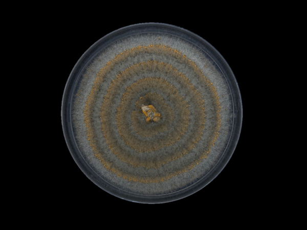 An unknown Colletotrichum species isolated from foliar lesions of a native host in Main Range National Park (Yuggera Ugarapul Country), Queensland. Grown on agar, the fungus forms hypnotic rings of orange spores against a grey mass of hyphae. This isolate forms part of ongoing research into the largely unexplored diversity of Colletotrichum species associated with Australian native plants. Captured December 2025 in the Plant Pathology Lab at the Parkville campus, on unceded Wurundjeri Woi Wurrung Country. 