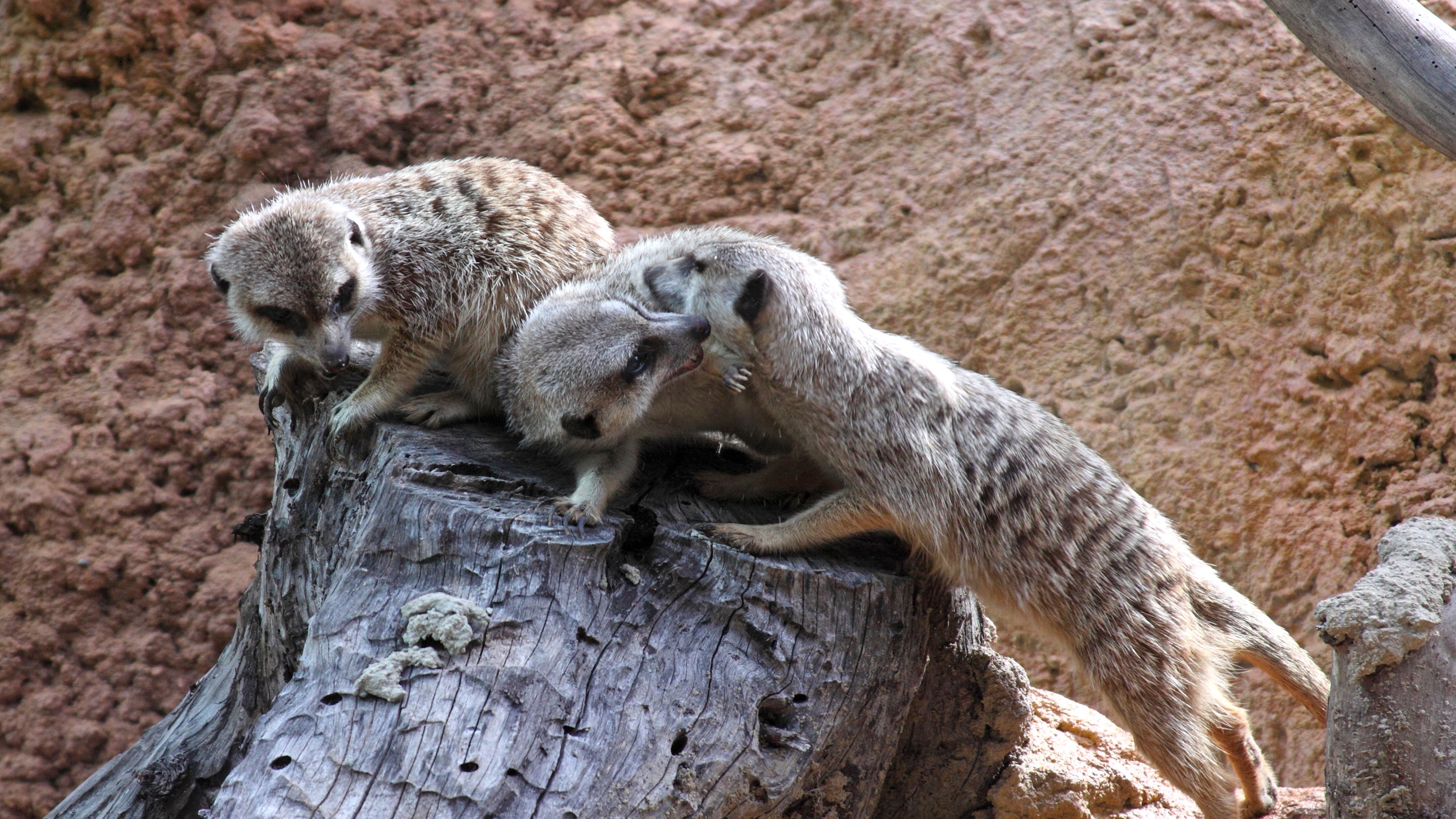 Three meercats play fighting in a tree stump
