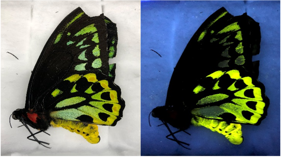 Natural light and ultraviolet light showing particles on butterfly wings