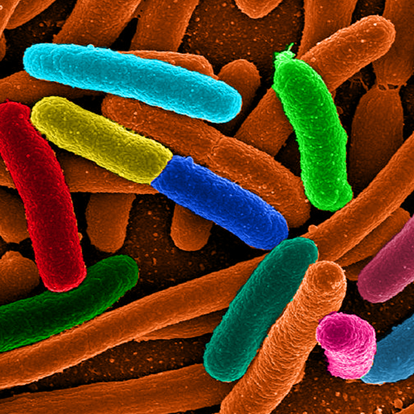 The rod-like E. coli bacteria seen at high magnification and colour-coded in bright colours