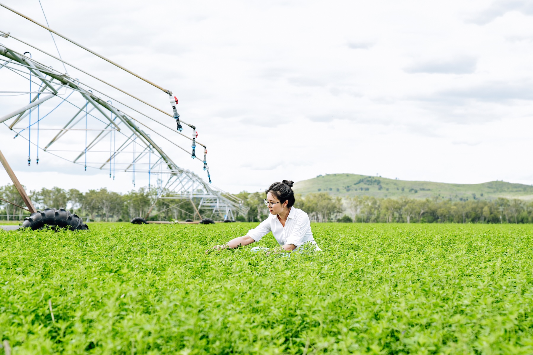 Researcher testing pea crops in large field