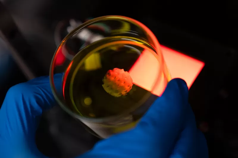 Person wearing blue plastic glove and holding a glass lab jar containing yellow liquid and 3D printed tissues